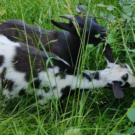 Apartamento Le De Jacobiel *