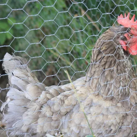 Apartment Le De Jacobiel Verlhac-Tescou