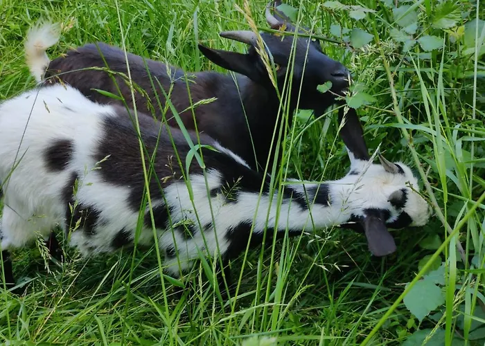 Apartmán Le De Jacobiel *